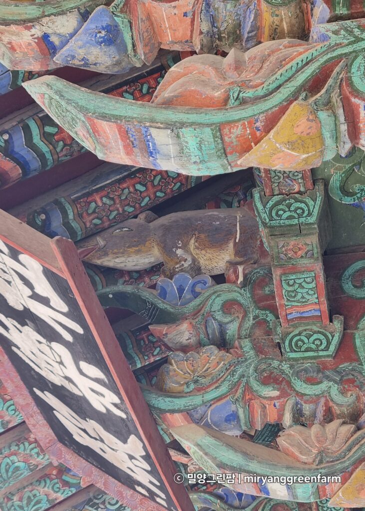 불국사 극락전 현판 뒤에 숨겨진 나무 돼지 조각상 (복돼지)