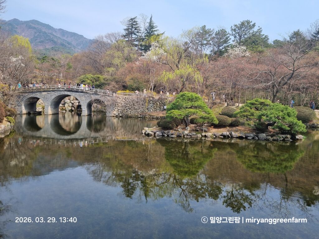 ​천 년의 고요를 담은 물결, 불국사 연못의 반영